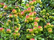 10th Sep 2022 - Wild apples.