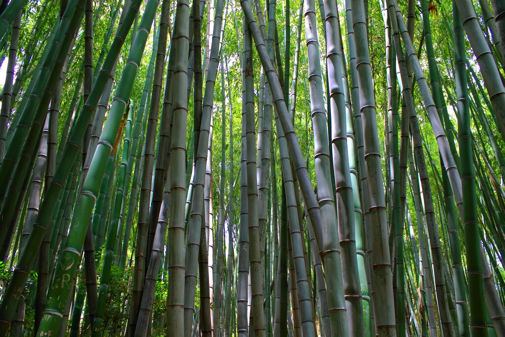 bamboo forest by blueberry1222