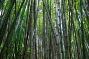 10th Sep 2022 - bamboo forest