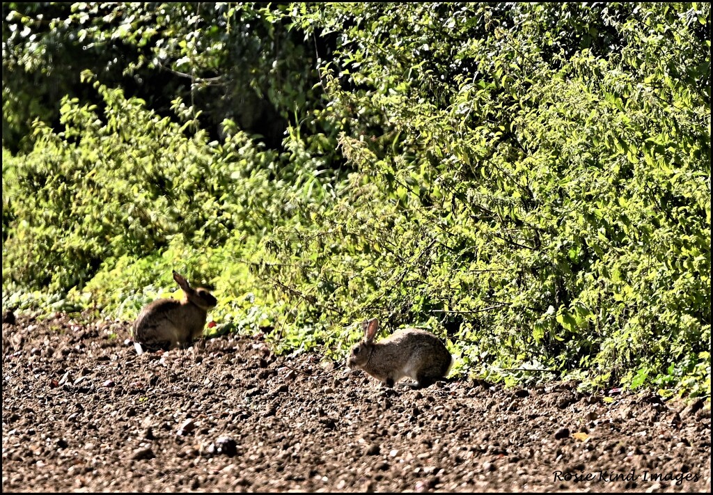 Bunnies in the field by rosiekind