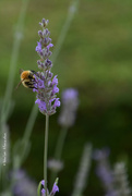 6th Sep 2022 - Bee in lavender