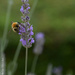Bee in lavender by parisouailleurs