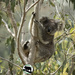 Hopes mamma by koalagardens