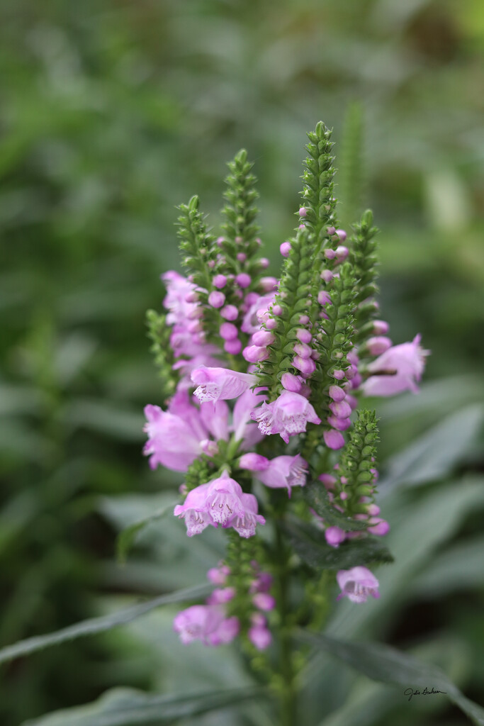 sooc- Obedient Plant by 2022julieg
