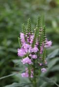 10th Sep 2022 - sooc- Obedient Plant