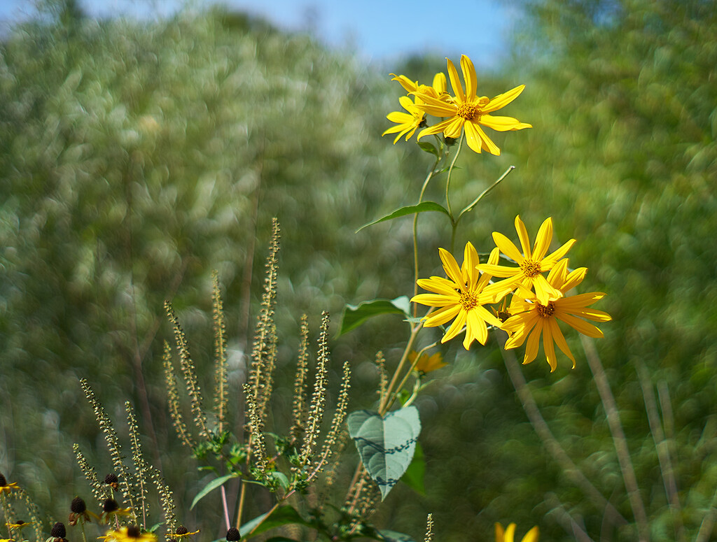 Yellow Wild Flowers and Sun by gardencat