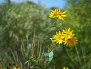 10th Sep 2022 - Yellow Wild Flowers and Sun