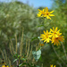 Yellow Wild Flowers and Sun by gardencat