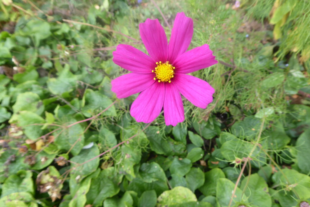 Cosmos standing up well to the thunderstorms by snowy