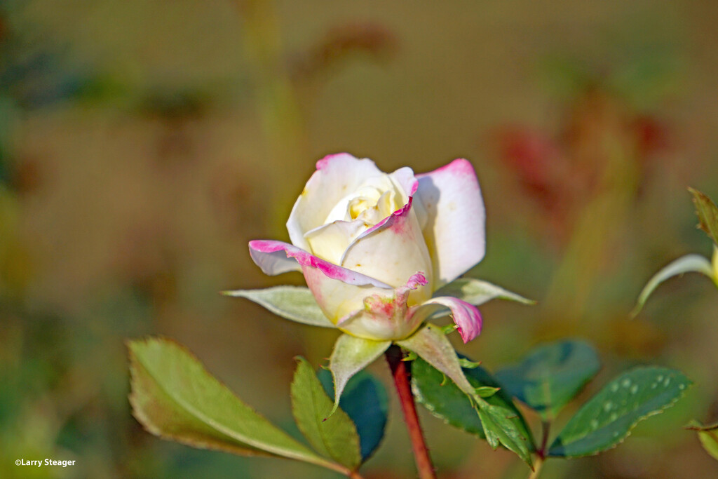 Beautiful rose by larrysphotos