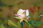 10th Sep 2022 - Beautiful rose