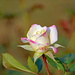 Beautiful rose by larrysphotos