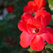 Simple rose in September by larrysphotos