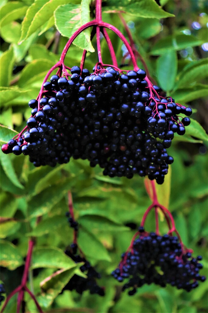 Elderberry season! by 365jgh