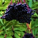 Elderberry season! by 365jgh