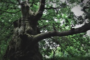 8th Sep 2022 - Ancient oak tree - still growing despite the trunk being split open