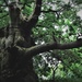 Ancient oak tree - still growing despite the trunk being split open by 365jgh
