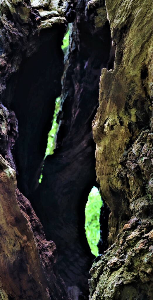 Inside of the old oak tree - still growing strong. They are made of strong stuff by 365jgh