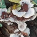 Fungi Flowers