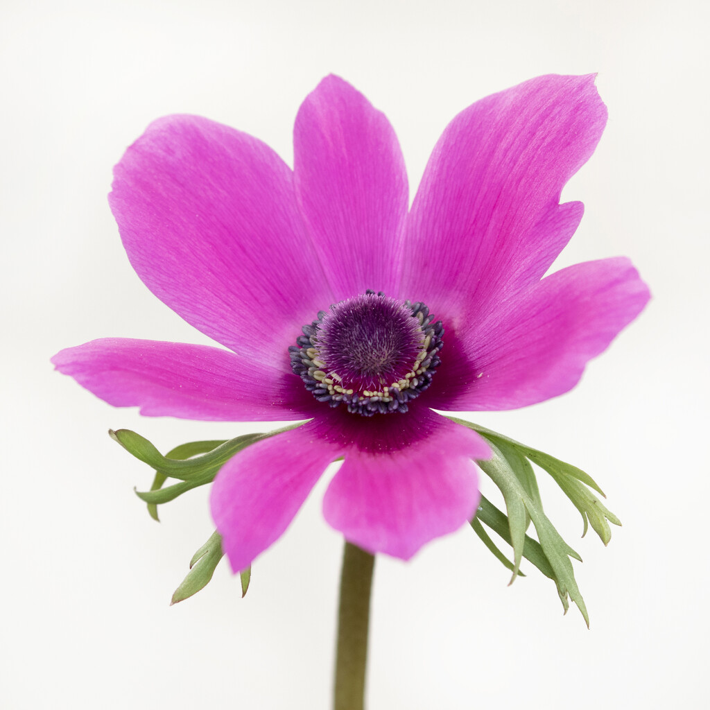 Anemone by bugsy365