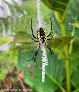 10th Sep 2022 - Black and Yellow Garden Spider