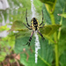 Black and Yellow Garden Spider by falcon11