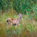 Deer by nicoleweg