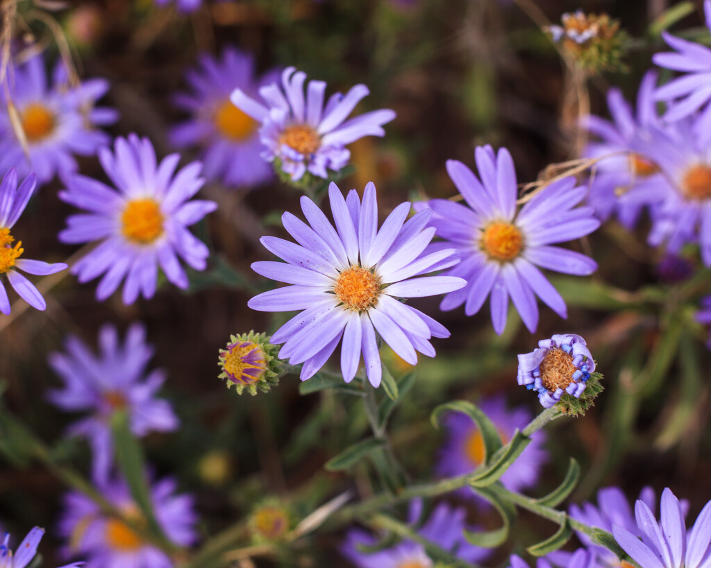 wild asters by aecasey