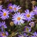 wild asters by aecasey