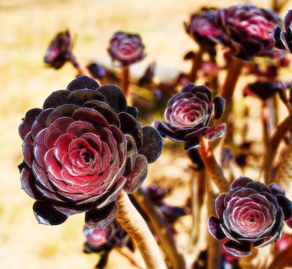  Aeonium Black Rose Zwartkop  by joysfocus
