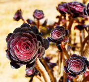 6th Sep 2022 -  Aeonium Black Rose Zwartkop 