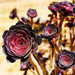  Aeonium Black Rose Zwartkop  by joysfocus