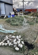 10th Sep 2022 - Drying the Salmon Nets