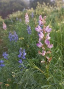 9th Sep 2022 - Field of Lupins 