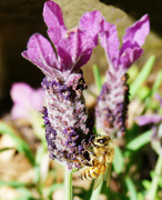 11th Sep 2022 - Lavender and Bee