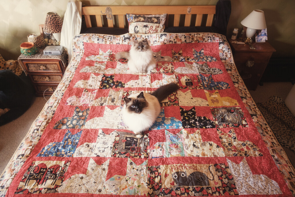 Cat Quilt Approved by helenw2