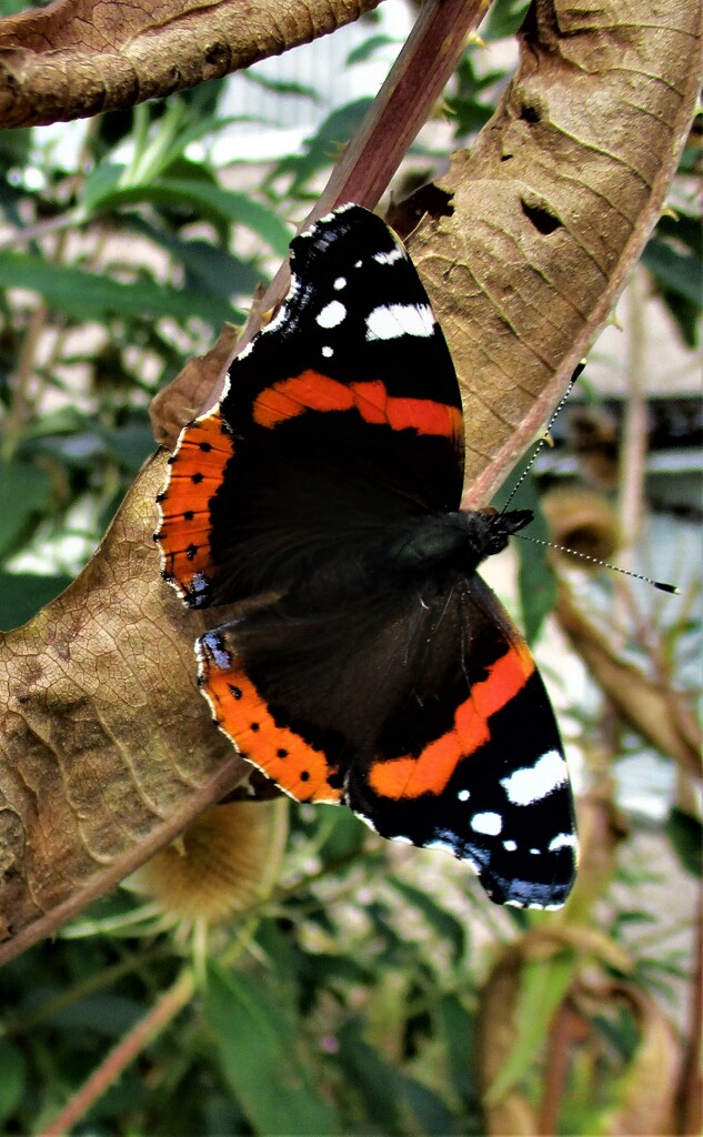 Red Admiral by grace55