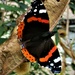 Red Admiral by grace55