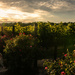 Golden Hour at the Winery by swchappell