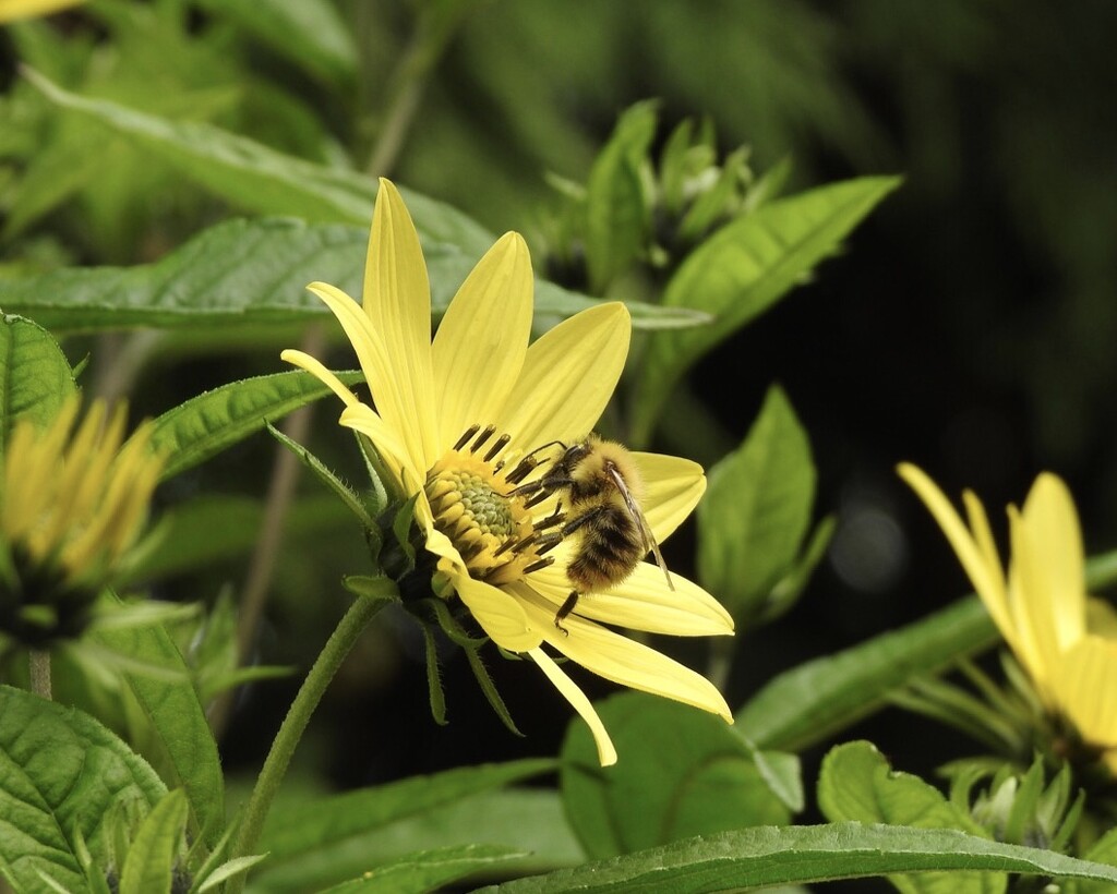Bee on Helianthus "Lemon Queen" (Perennial Sunflower) by susiemc