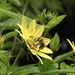 Bee on Helianthus "Lemon Queen" (Perennial Sunflower) by susiemc