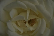 11th Sep 2022 - white rose