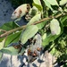 Large Milkweed Beetles by pej76