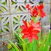 Kaffir lilies  by beryl