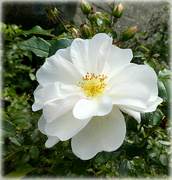 8th Sep 2022 - White Diamond Rose. 