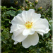 White Diamond Rose.  by wendyfrost