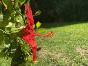 11th Sep 2022 - Red hibiscus