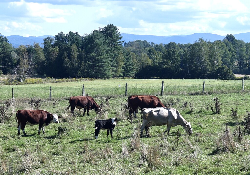 Grazing in VT by corinnec