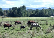 11th Sep 2022 - Grazing in VT