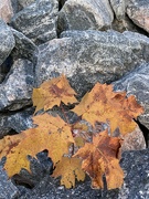 11th Sep 2022 - Rock and Maple leaves